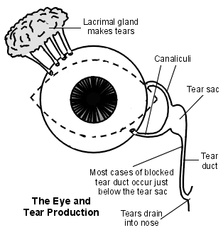 Diagram showing eye and tear production