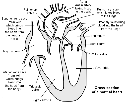 Cross-section diagram of a normal heart