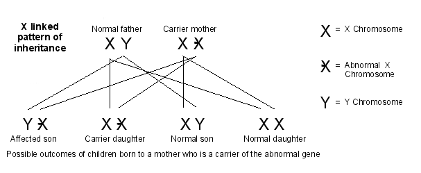 x-linked pattern of inheritance