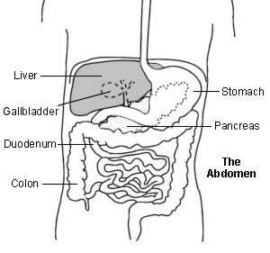 Liver function