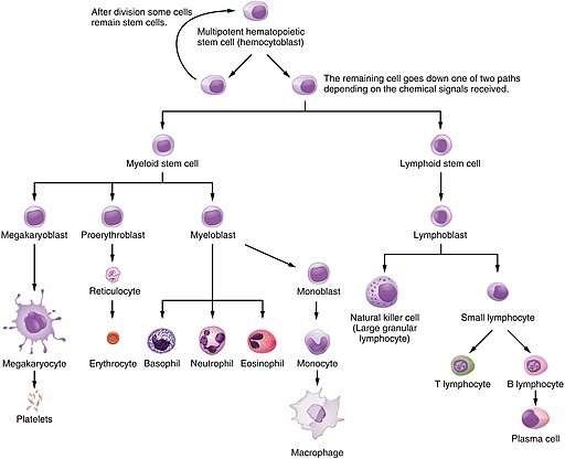 Haematopoietic System of the Bone Marrow